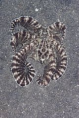 Mimetic octopus Lembeh Indonesia