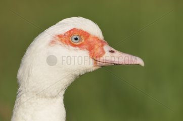 Porträt einer Ente in Haute-Normandie Frankreich
