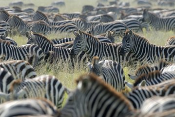 Grant's Zebras in savanna Tanzania