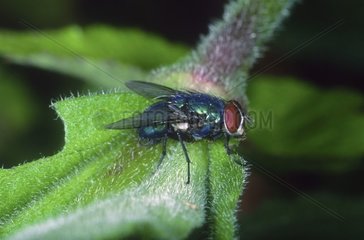 Blue botlle fly posed on a leaf