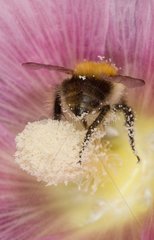 Bumblebee gathering nectar flower