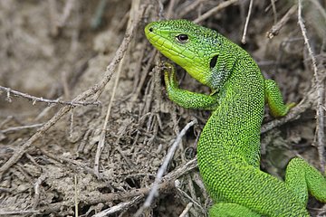 Balkan Green Lizard careful around Bulgaria