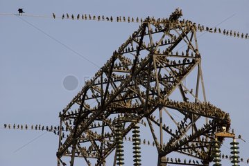 Common Starlings on a high tension line