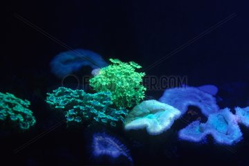 Korallenfluoreszenz Neukaledonien