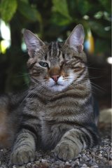 Katze mit einem Auge verwundet in einem Garten Frankreich