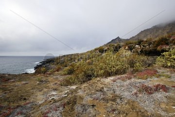 Klippen an der Küste in Punta Pitt Galapagos