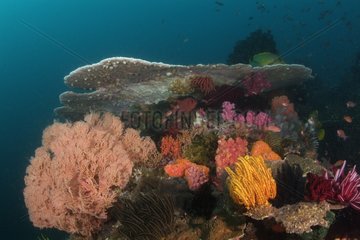 Coral reef and Table Coral Indonesia