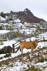 Cow in the snow - Valle del Lago Somiedo NP Spain