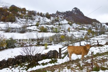 Cow in the snow - Valle del Lago Somiedo NP Spain