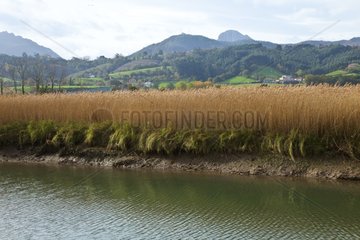 Reed at the edge of the River Sella - Ría de Ribadesella Spain