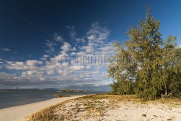Beach Sheoak on island Condoyo - New Caledonia