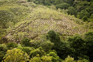 Reforestation - Mountain of Aoupinié New Caledonia