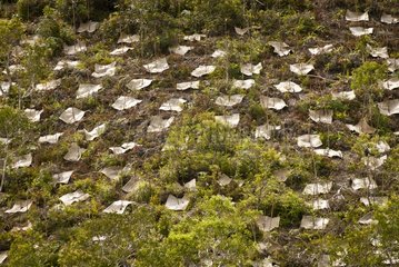 Reforestation - Mountain of Aoupinié New Caledonia
