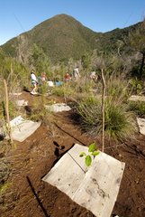 Revegetation in mining scrub - New Caledonia