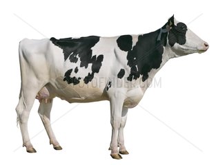 Profile of Cow Holstein cut out on white background France