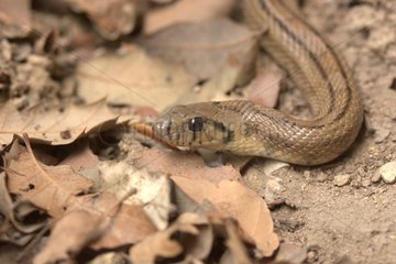 Portrait of a Ladder snake crawling on the ground
