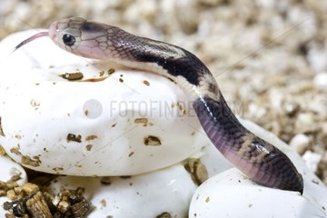 Cobra Geburt in Gefangenschaft Frankreich