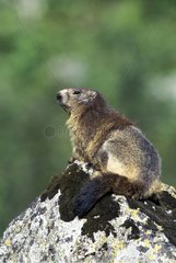 Moulting Alpine Marmot Vanoise National Park France