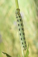 Noctuid Moth caterpillar climbing along a rod Saône-et-Loire