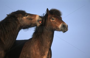 Exmoor Ponies grooming Texel Island Netherland