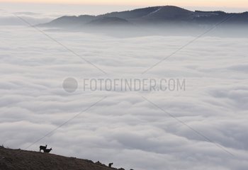 Chamois above a cloud sea Hautes Vosges France