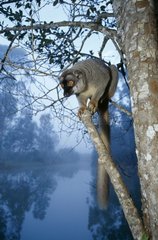 Common brown lemur in a tree Madagascar