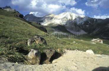 Marmotton à la sortie du terrier France