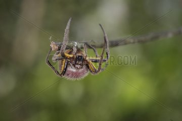 Spotted spider on a branch Peru Bolivia