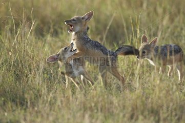 Young Black-backed Jackal playing in the grass Masai Mara