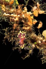 Nudibranch Manado Celebes Sea Indonesia