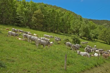 Kühenherde in den Pyrenäen in Ariège