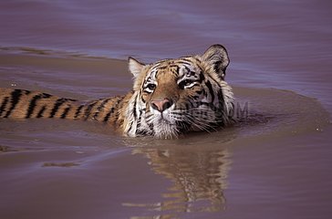 Bengal Tiger Schwimmen Suderbans Delta NP India