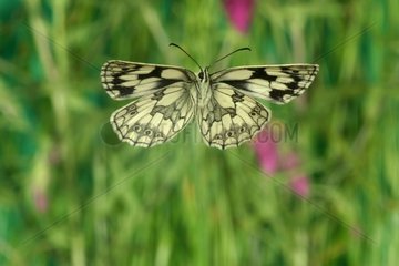 Marbled White in flight in June France