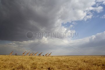 Group Giraffes Masaï Réserve of Masaï Mara Kenya
