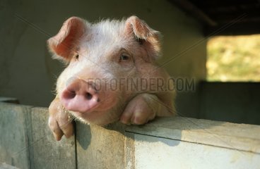 Porc debout contre une barrière dans une ferme
