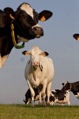 Herde von Holstein -Milchkühen auf der Wiese