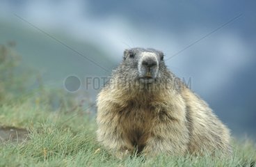Alpine Marmot National park Hohe Tauern Austria
