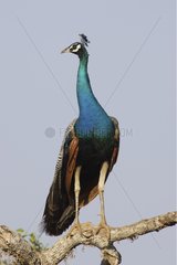 Indian peafowl on branch Yala National Park Sri Lanka
