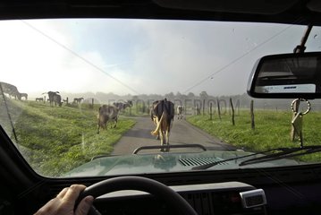 Herde von Kühen  die vor einem Auto auf die Wiese gehen