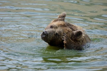 Syrian brown bear bathing and itching
