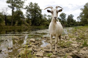 Goat in the Area of Pleven in Bulgaria