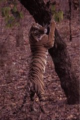 Tigre du Bengale faisant ses griffes Bandhavgarh PN Inde