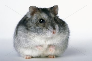 Dwarf hamster of Russia on its legs postpone Studio