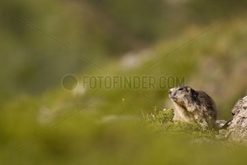 Alpine Marmot to the entrance of its burrow Vanoise France