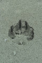 Spuren von Wolf auf Sand Island Vargas Britisch -Kolumbien Kanada