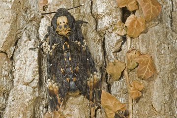 Death's-head hawk-moth on a trunk France