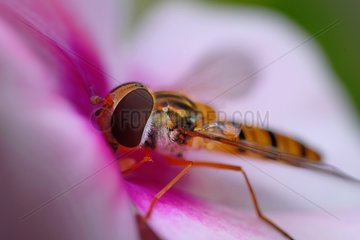 Marmalade Hover-fly on pink flower France