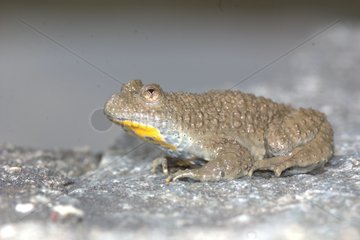 Yellow-bellied on a rock