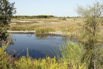 Marsh im Nationalpark von Coto Donana Spanien
