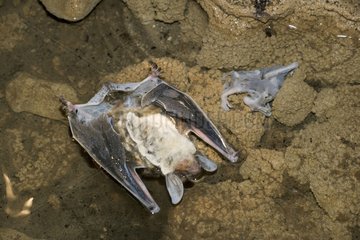Cadavers of bats eaten by Amphipods